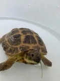Tortoise