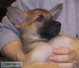 Purebred German Shepherd Puppies