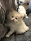 Rag Doll kittens
