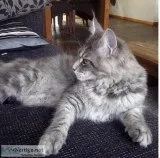 Beautiful Maine Coon Kittens  available (300)Each