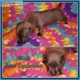 Rare designer Chihuahua pit bull puppies