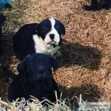 Mastiff lab puppies