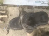 MastiffDane pups