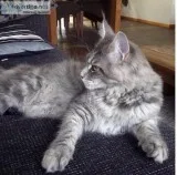 Pretty Cute Maine Coon Kittens  available (300)Each