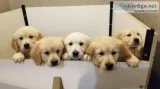 Puppies