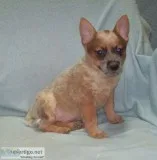 Queensland Heeler puppies standard and miniature