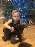 AKC Registered Lab Puppies for sale