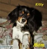 34 Cavalier King Charles Puppies