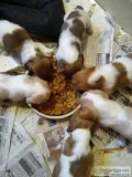 Mini Dachshunds AKC