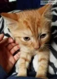 Rambunctious adorable Kittens