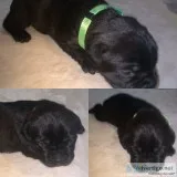 Cane Corso Puppies