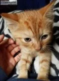 Rambunctious adorable Kittens