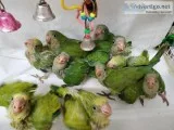Quaker parrots