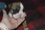 English bulldog puppies
