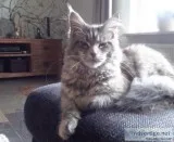 Amazing  beautiful Male Maine c--n available