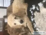 Standard poodles
