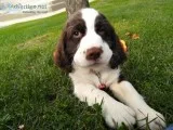 AKC English Springer Spaniels