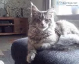 Good looking Maine Coon Kittens  available (300)Each