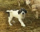LGD Great Pyrenees Cross