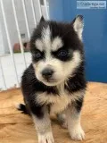 Husky puppies 