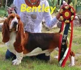 AKC Basset Hound Puppies