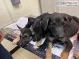 German Shephard Puppys