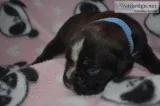 AKC European Boxer Puppies