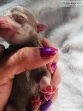 Chihuahua