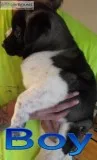 Akita Puppies