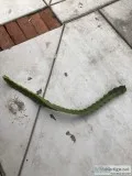 Vietnamese white dragon fruit