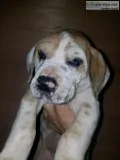 Great Danes