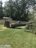 tree removal and trimming