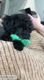 Adorable 4 12 month Toy Poodle
