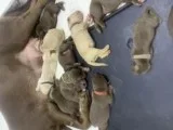 Choclate and yellow Labradore Retrivers