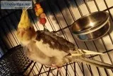 Cockatiels