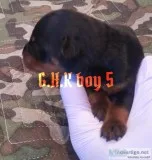 GHK ROTTWEILLER PUPS