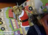 Two half chihuahua and half shihtzu brothers need a good home on