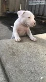 Pitbull puppies