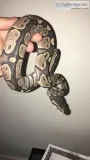 Ball python for sale with tank