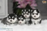 pet for new home
