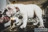 English Bulldog