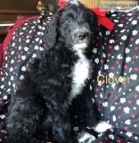 Aussiedoodle
