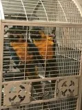 Blue and gold macaw Birds