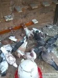 Roller pigeons