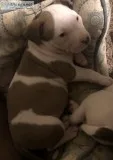 Pitbull puppies