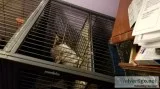 Grey Chinchilla