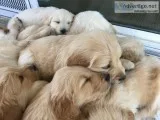 AKC Golden Retriever Puppies