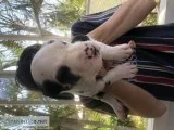 Purebred Great Dane Puppies