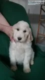F2b Standard Goldendoodles