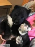 PURE BRED Siberian Husky Puppies